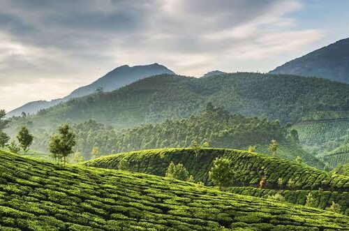 munnar tours